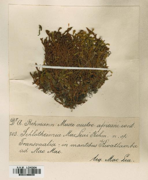 Schlotheimia grevilleana Mitt. - BM000868338