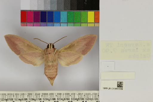 Hyles siehei (Püngeler, 1903) - NHMUK010891539_Hyles_siehei_ventral_and_labels.JPG