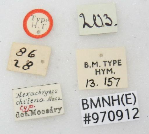 Chrysis chilena Mocsary, A., 1914 - Chrysis_chilena-BMNH(E)#970912_type-labels