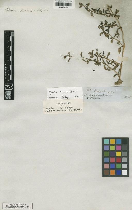 Manettia recurva Sprague - BM000777538