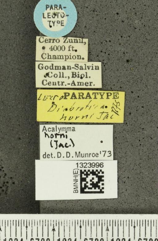 Acalymma horni (Jacoby, 1887) - BMNHE_1323996_label_20798