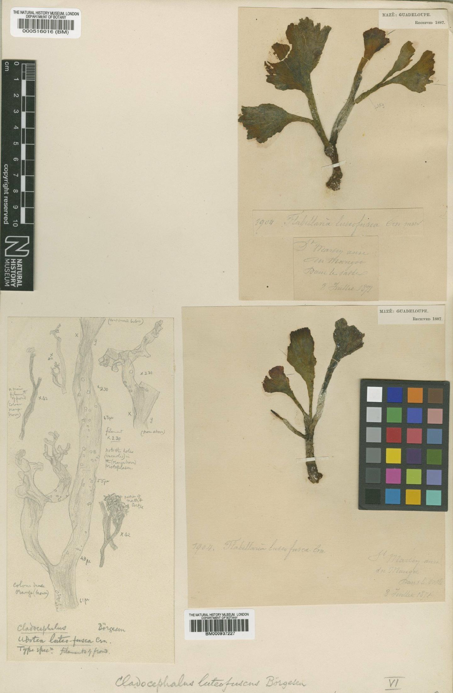 To NHMUK collection (Cladocephalus luteofuscus (H.Crouan & P.Crouan) Børgesen; Type; NHMUK:ecatalogue:473571)