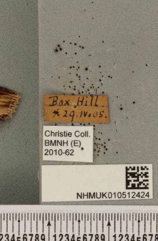 Cucullia verbasci (Linnaeus, 1758) - NHMUK_010512424_label_570178