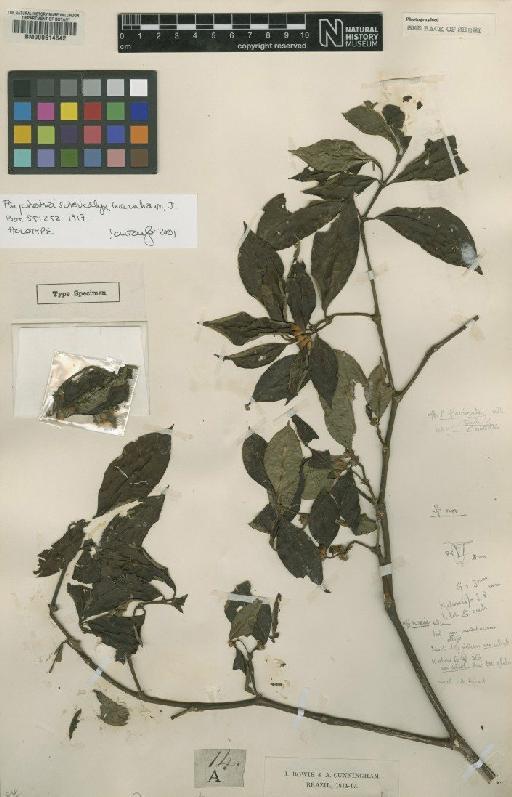 Psychotria sutericalyx Wernham - BM000614542