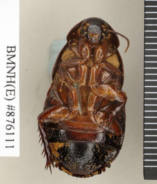 Ancaudellia noonadan Roth, 1982 - Ancaudellia noonadan Roth, 1982, female, paratype, ventral. Photographer: Edward Baker. BMNH(E)#876111