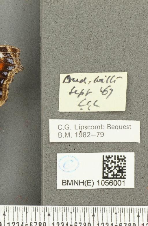 Aglais urticae ab. pseudoconnexa Cabeau, 1927 - BMNHE_1056001_label_45348