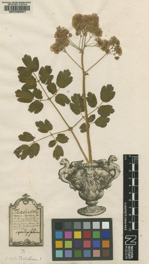 Thalictrum aquilegiifolium L. - BM000628861