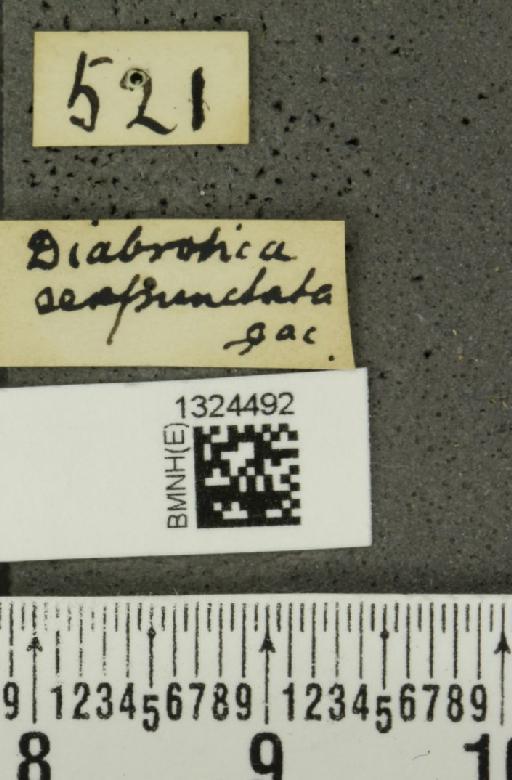 Isotes sexpunctata (Jacoby, 1878) - BMNHE_1324492_a_label_21976