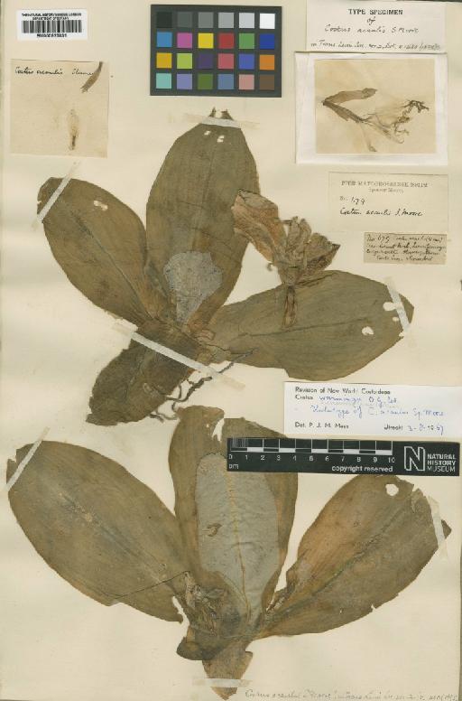 Costus subsessilis (Nees & Mart.) Maas - BM000923831