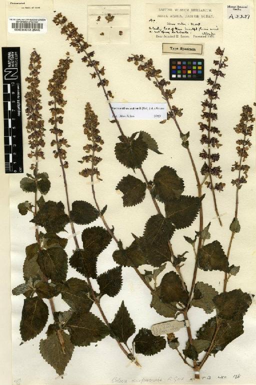 Plectranthus autranii (Briq.) A.J.Paton - BM000564018