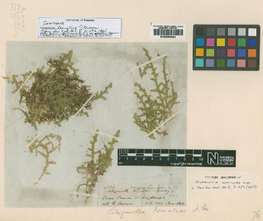Selaginella homaliae A.Braun - BM000905696