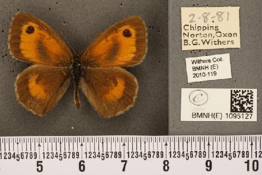 Pyronia tithonus britanniae (Verity, 1914) - BMNHE_1095127_5980