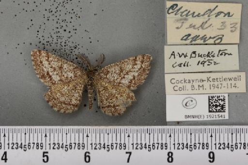 Ematurga atomaria ab. caloraria Stauder, 1920 - BMNHE_1921541_486954