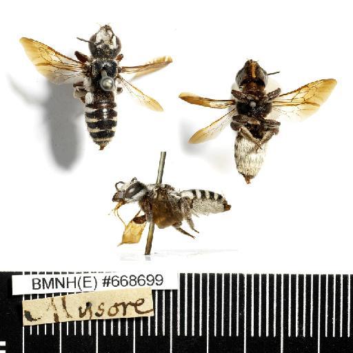 Megachilidae Latreille, 1802 - Megachilidae_indet-BMNH(E)#668699