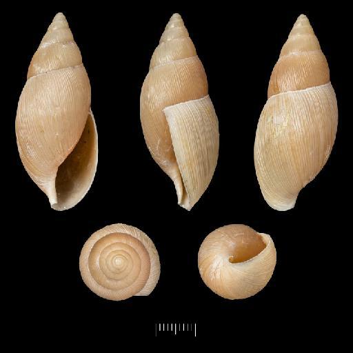 Glandina carminensis subterclass Tectipleura Morelet, 1849 - 1893.2.4.1955-1957, Syntypes, Glandina carminensis Morelet, 1849