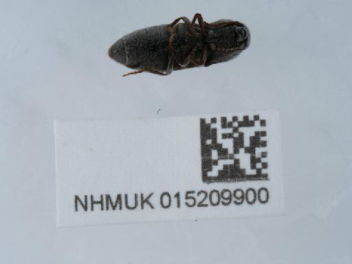 Agriotes obscurus (Linnaeus, 1758) - 015209900_3