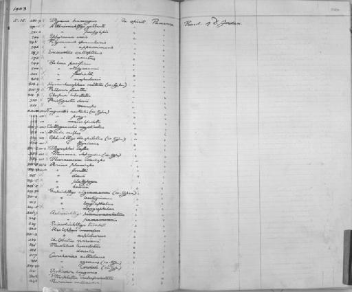 Arius dowii - Zoology Accessions Register: Reptiles & Fishes: 1893 - 1903: page 358