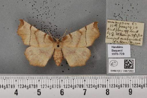 Selenia dentaria (Fabricius, 1775) - BMNHE_1887283_445832