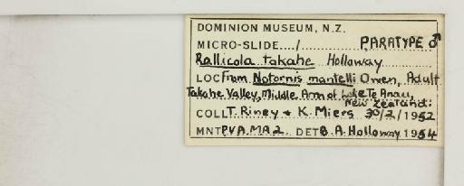 Rallicola takahe Holloway, 1955 - 010690240_reverse