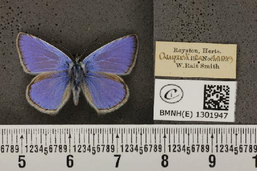 Polyommatus icarus icarus (Rottemburg, 1775) - BMNHE_1301947_136940