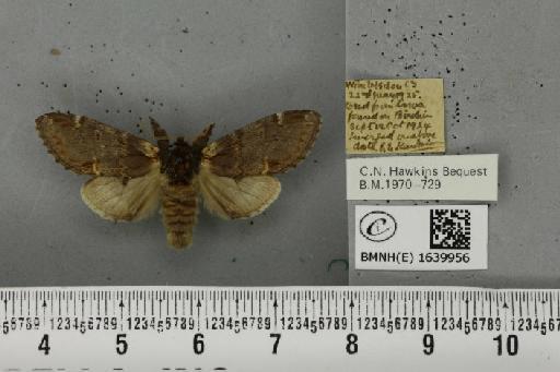 Notodonta dromedarius (Linnaeus, 1758) - BMNHE_1639956_207804