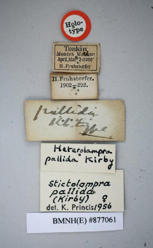 Heterolampra pallida Kirby, 1903 - Heterolampra pallida Kirby, 1903, female, holotype, labels. Photographer: Aging Wang. BMNH(E)#877061