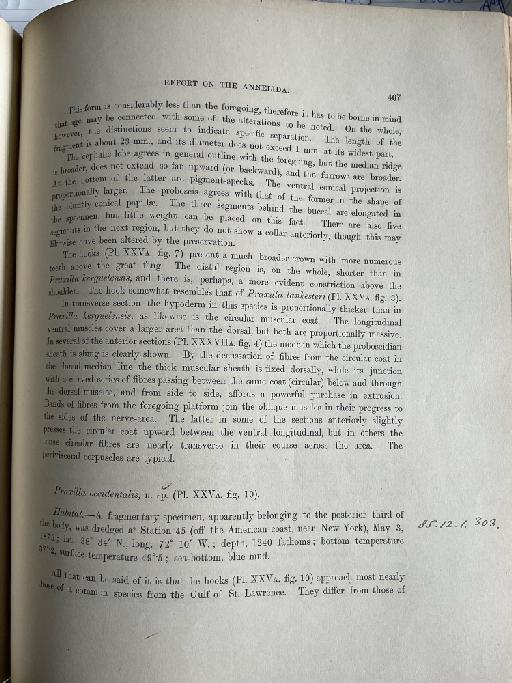 Maldane malmgreni McIntosh, 1885 - Challenger Polychaete Scans of Book 250