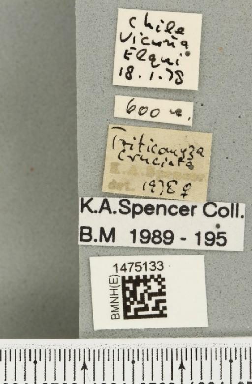 Liriomyza cruciata Blanchard, E.E., 1938 - BMNHE_1475133_label_49792