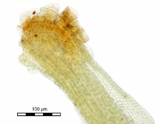 Calymperes graeffeanum Müll.Hal. - Calymperes campylopodioides_BM000855233