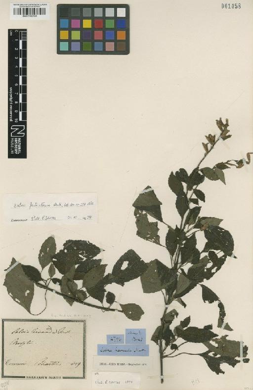 Salvia fruticetorum Benth. - BM001125154