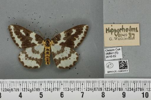 Abraxas grossulariata (Linnaeus, 1758) - BMNHE_1883393_439281