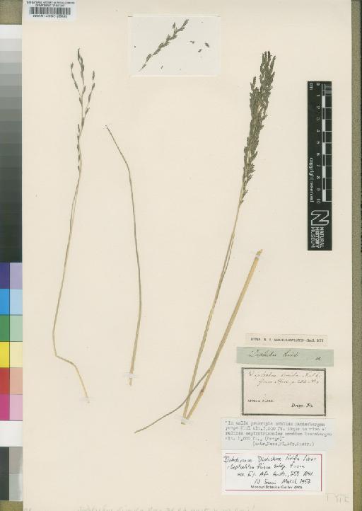 Leptochloa fusca subsp. fusca (L.) Kunth - BM000514990