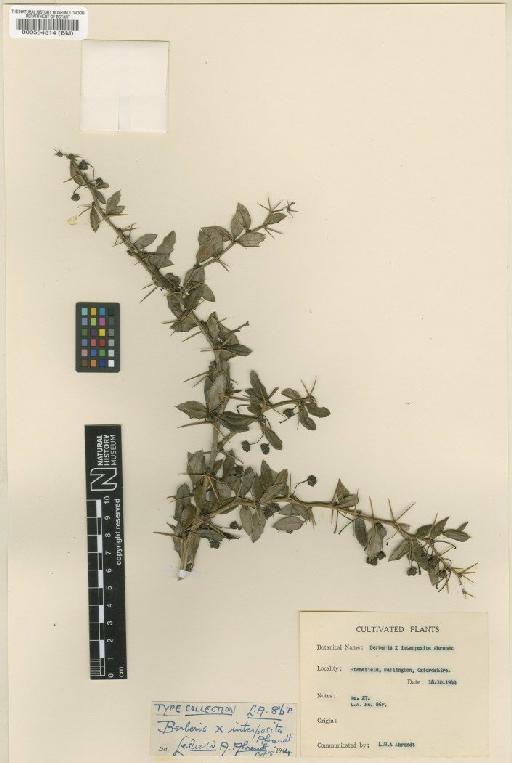 Berberis × interposita Ahrendt - BM000554514
