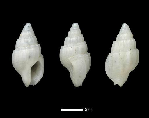 Columbella (Pyrene) stricta Watson, 1882 - 1887.2.9.824