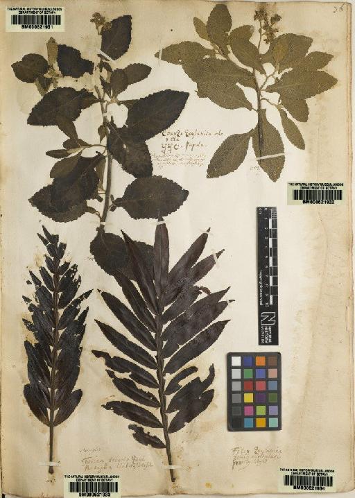 Eupatorium zeylanicum L. - BM000621932