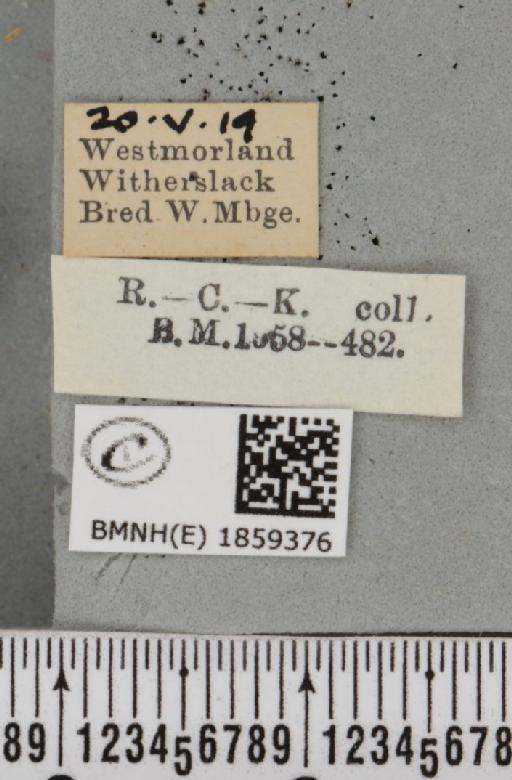 Pseudopanthera macularia ab. parvipunctaria Cockayne, 1950 - BMNHE_1859376_label_429732