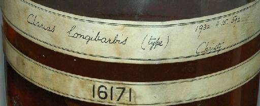 Clarias longibarbis Worthington, 1933 - 1932.11.15.592; Clarias longibarbis; image of jar label; ACSI project image