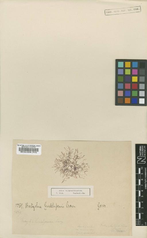 Bostrychia moritziana (Sonder ex Kütz.) J.Agardh - BM000561988