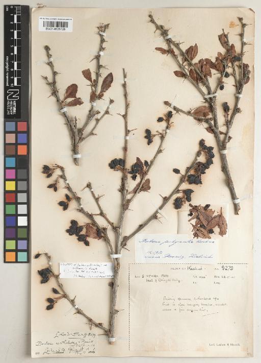 Berberis orthobotrys var. sinthanensis Ahrendt - BM014605728