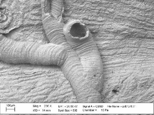 Hederella sp. - PI PD 2163 – Hederella sp.