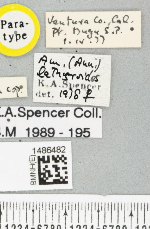 Nemorimyza lathyroides Spencer, 1981 - BMNHE_1486482_label_50205