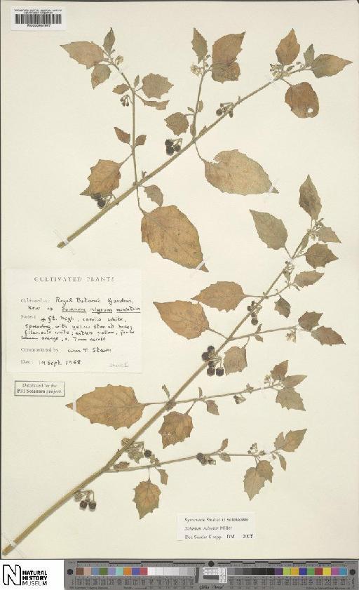 Solanum villosum Mill - BM000942947