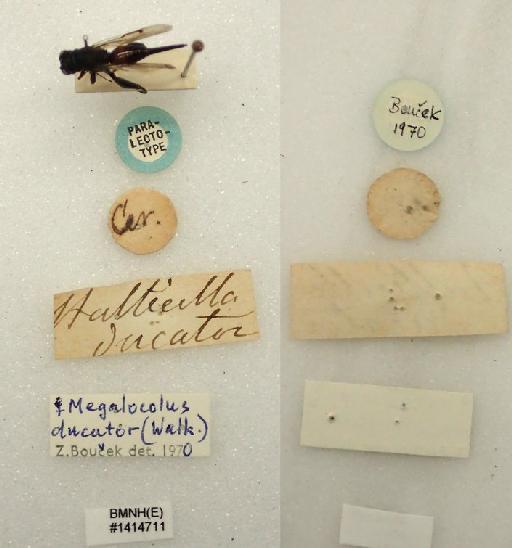 Megalocolus ducator (Walker, 1862) - Megalocolus ducator (Walker, 1862) #1414711 PLT labels