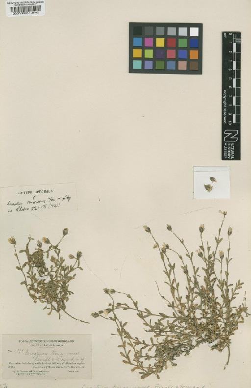 Cerastium terrae-novae M.L. Fernald, K.M. Wiegland - BM000583297