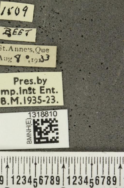 Systena frontalis (Fabricius, 1801) - BMNHE_1318810_label_26182