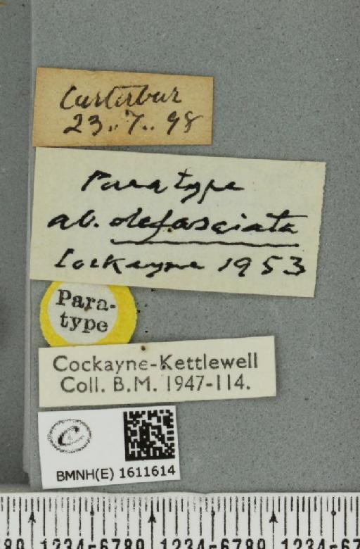 Xanthorhoe decoloraria decoloraria ab. defasciata Cockayne, 1953 - BMNHE_1611614_label_308010