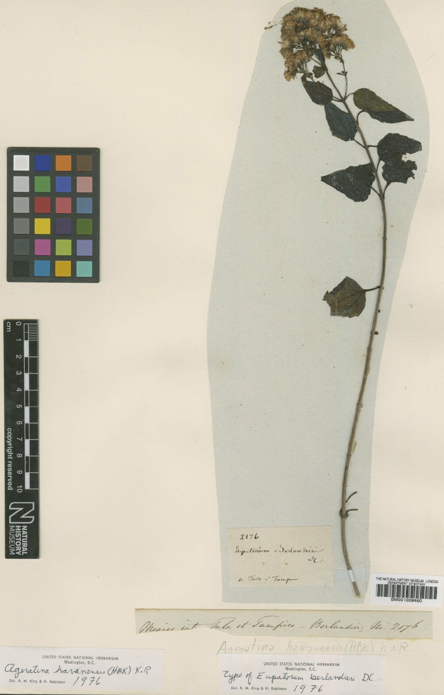 To NHMUK collection (Ageratina havanensis (Kunth) R.M.King & H.Rob.; Type; NHMUK:ecatalogue:610784)