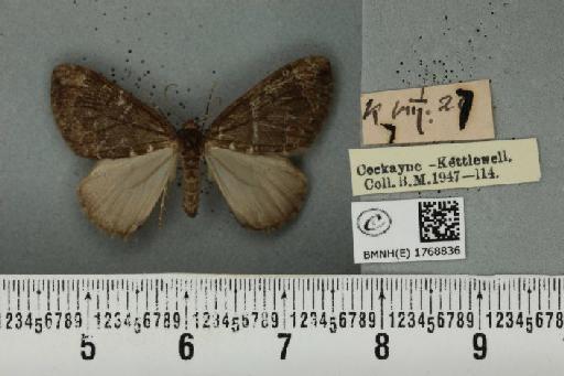 Dysstroma truncata truncata ab. nigerrimata Fuchs, 1900 - BMNHE_1768836_349678