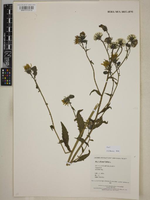 Picris hieracioides L. - BM013722004