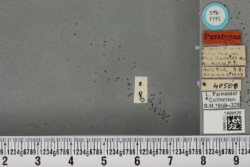 Phytomyza callianthemi Hering, 1944 - BMNHE_1489125_53486